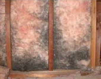 Mold in Batt Insulation